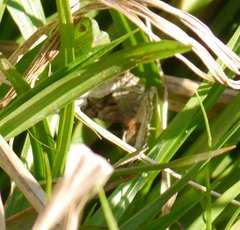 Xanthorhoe biriviata