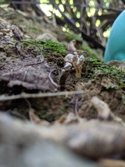 Cordyceps sinclairii