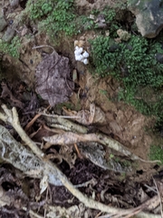 Cordyceps sinclairii