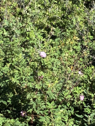 Woods' rose