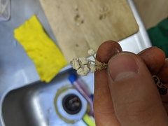 Cordyceps sinclairii