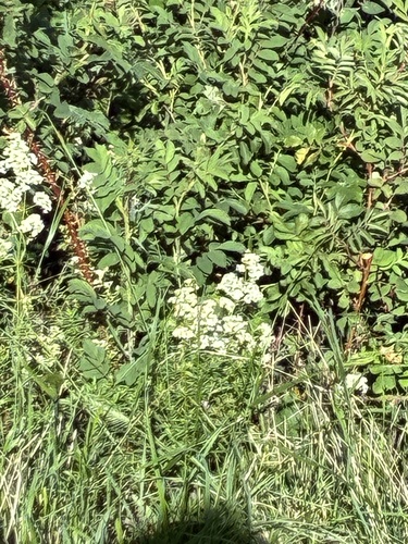 Northern Bedstraw