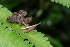 Phlaeoba antennata