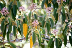 Miconia xalapensis