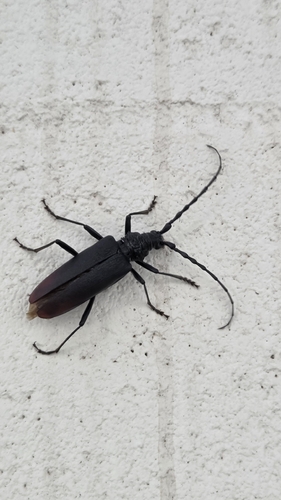 Great capricorn beetle