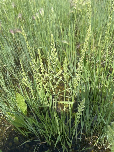 american slough grass