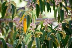 Miconia xalapensis
