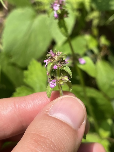 Stachys agraria, photograph 2