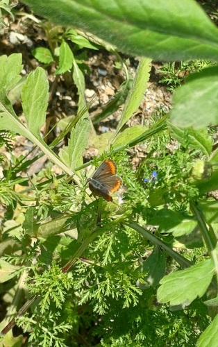 Brown Argus
