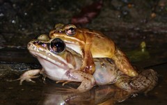 Lithobates maculatus