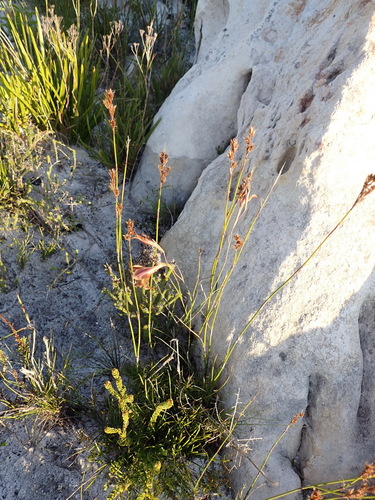Gladiolus maculatus, photograph 6