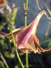Gladiolus maculatus, photograph (c) Nicola van Berkel, some rights reserved (CC BY-SA)