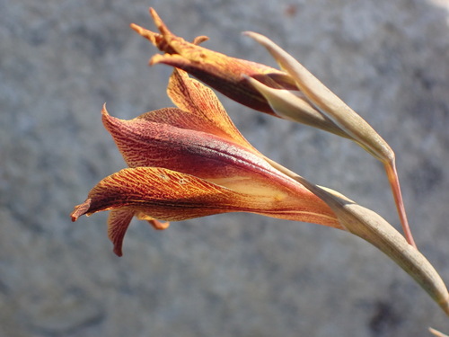 Gladiolus maculatus, photograph 5