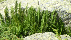Dryopteris oreades, photograph (c) frangp, some rights reserved (CC BY)