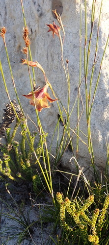 Gladiolus maculatus, photograph 3