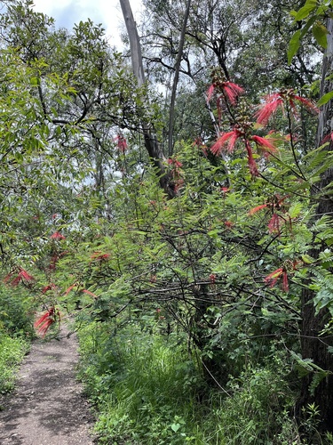 Calliandra houstoniana, photograph 3
