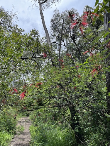 Calliandra houstoniana, photograph 4