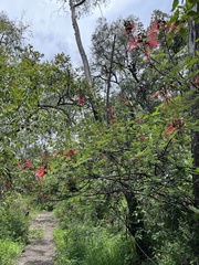 Calliandra houstoniana, photograph (c) Jordi Martínez Martínez, some rights reserved (CC BY)