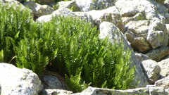 Dryopteris oreades, photograph (c) frangp, some rights reserved (CC BY)