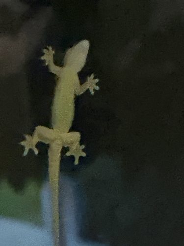 Flat-tailed House Gecko