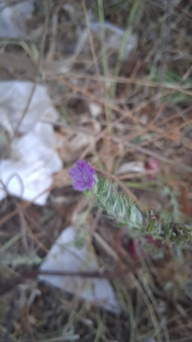 purple viper's-bugloss