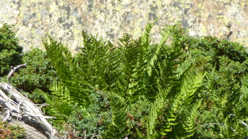 Dryopteris oreades, photograph 6