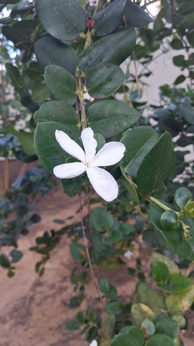 Natal Plum