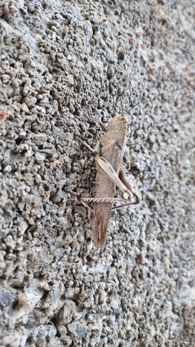 Egyptian Bird Grasshopper