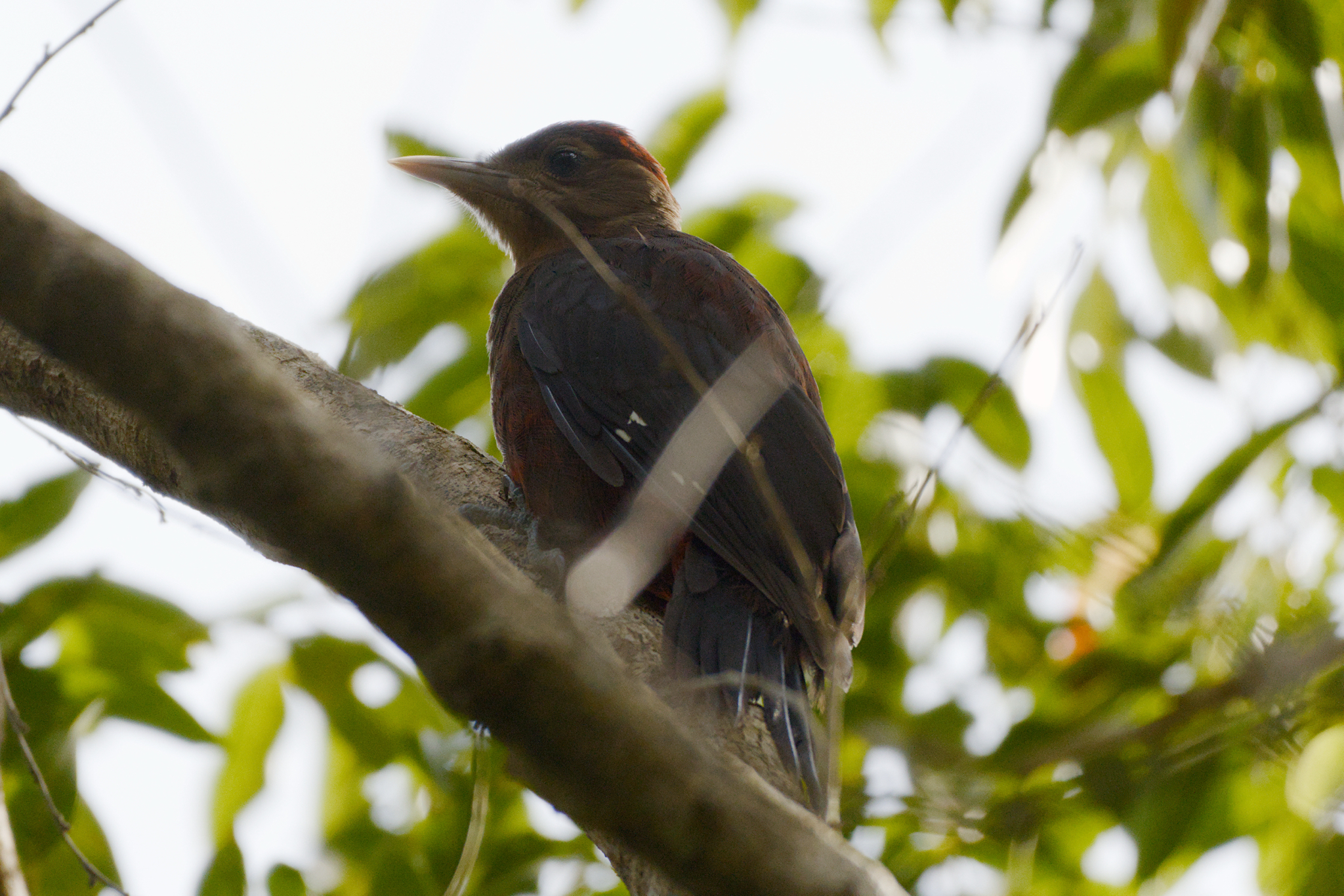 Okinawa Woodpecker (Dendrocopos noguchii), photo 1