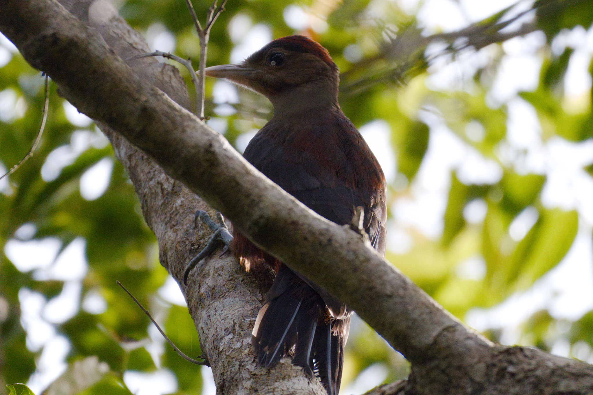 Okinawa Woodpecker (Dendrocopos noguchii), photo 2