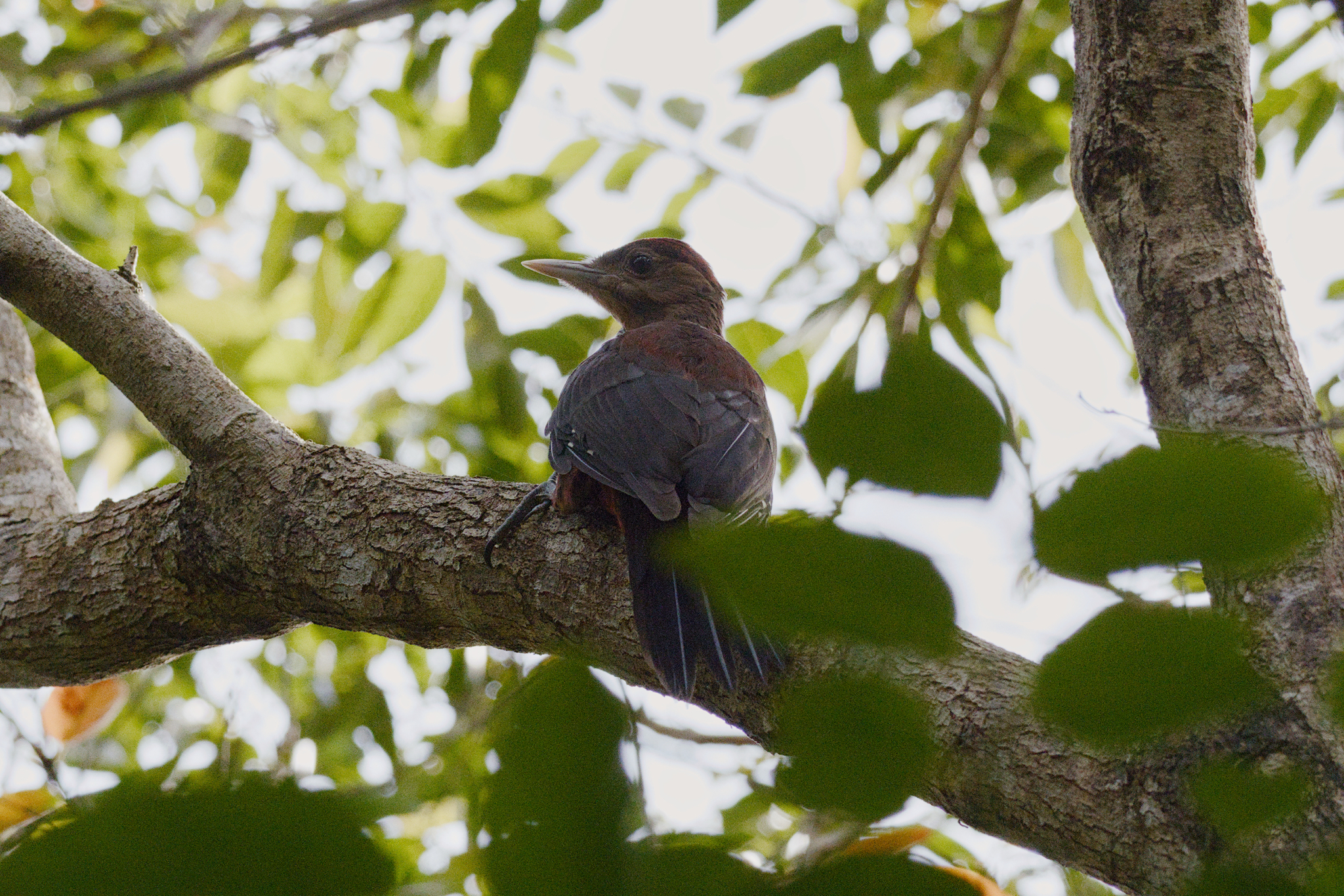 Okinawa Woodpecker (Dendrocopos noguchii), photo 7