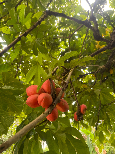 monkey kola