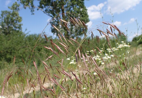 Field Brome