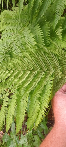 lady fern