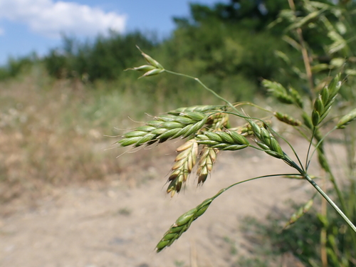Rye Brome