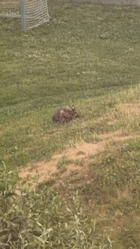 Brown Hare