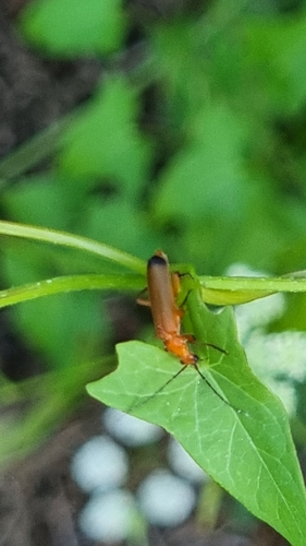 Common Red Soldier Beetle