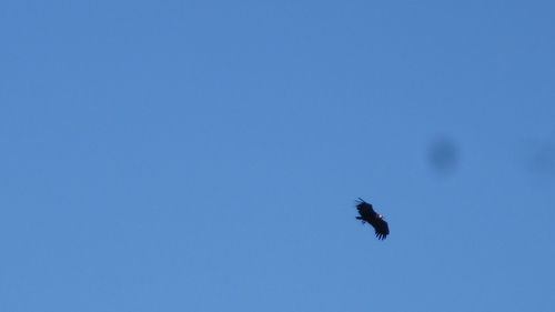 Cinereous Vulture