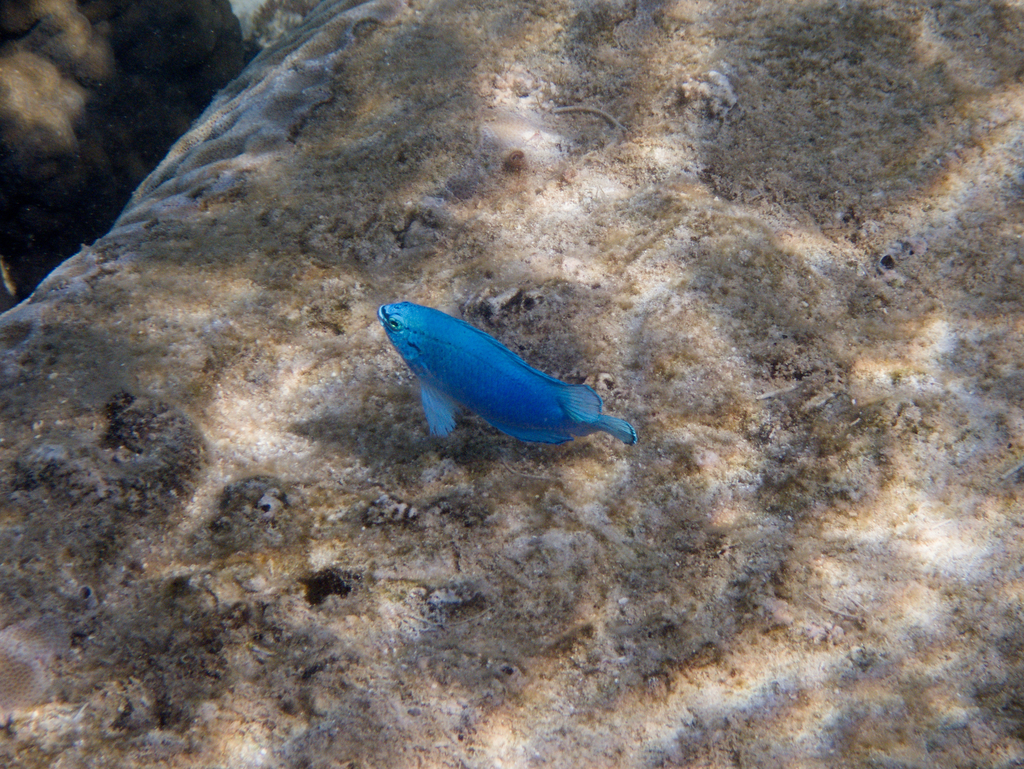 Blue Damsel-fish