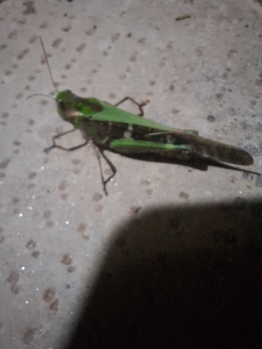 Gastrimargus africanus