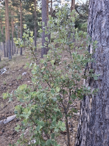 sweet acorn oak
