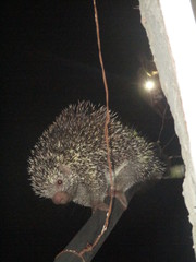 Coendou longicaudatus