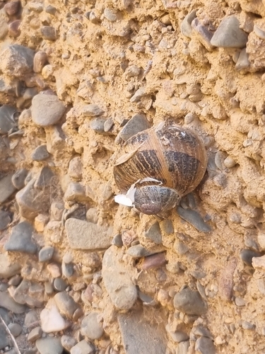 Garden Snail