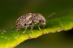 Choraginae