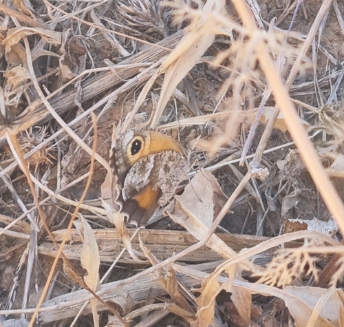 Southern Gatekeeper