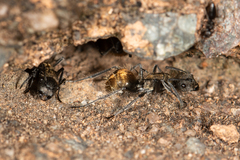 Polyrhachis aurea