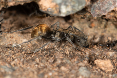 Polyrhachis aurea