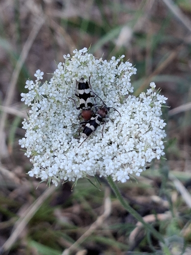 Chlorophorus trifasciatus