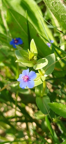 Blue Scarlet Pimpernel