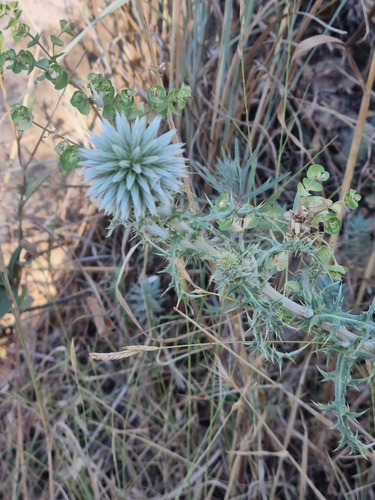 southern globe thistle